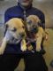 Perro de Presa Canario Puppies for sale in Buena, NJ, USA. price: NA