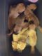 Perro de Presa Canario Puppies for sale in 1828 SW Central Park Ave, Topeka, KS 66604, USA. price: NA