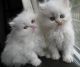 EDSXCV Persian kittens