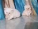 Persian Cats for sale in Kolhapur Station Rd, Shahupuri, Kolhapur, Maharashtra, India. price: 6000 INR