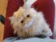 Persian Cats for sale in Richland, WA, USA. price: NA