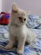 Persian Cats for sale in Delhi, India. price: 15000 INR
