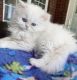 Persian Cats for sale in Seattle, WA, USA. price: $500