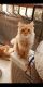 Persian Cats for sale in Guwahati, Assam, India. price: 20 INR