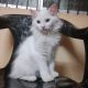 Persian Cats for sale in Rajnandgaon, Chhattisgarh 491441, India. price: 15000 INR