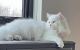 Persian Cats for sale in Oak Creek, WI 53154, USA. price: $400