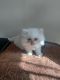 Persian kitten ready for sale
