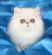 Registered Petite Persian Kittens