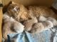 Five lovely Persian kittens for sale