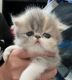 Persian kittens solids and bi colors
