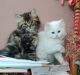 Persian Cats for sale in Delhi, India. price: 8000 INR