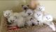 Beautiful CFA Dollface Persian kittens