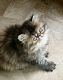 Persian Cats for sale in Green Bay, WI, USA. price: $400