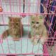 Persian Cats for sale in Hyderabad Rd, Singapore. price: $10,000