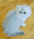 Persian Cats for sale in Union Grove, WI 53182, USA. price: $1,800