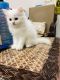 Persian Cats for sale in Saket, New Delhi, Delhi 110017, India. price: 8000 INR
