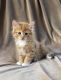 Persian Cats for sale in Auburn, WA, USA. price: $100