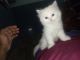 Persian Cats for sale in Welcome Colony, Shahdara, Delhi, India. price: 10000 INR