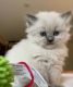 Persian Cats for sale in SC-544, Myrtle Beach, SC, USA. price: $280