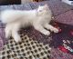 Persian Cats for sale in Ahmedabad, Gujarat, India. price: 7000 INR