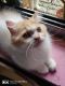 Persian Cats for sale in Margao, Goa, India. price: 8000 INR