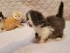Persian Cats for sale in Greenville, SC, USA. price: $650