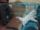 Persian Cats for sale in Parvatiya Colony, Sector 52, Faridabad, Haryana, India. price: 18000 INR