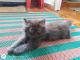 Persian Cats for sale in Royapettah, Chennai, Tamil Nadu, India. price: 13000 INR