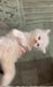 Persian Cats for sale in Lucknow, Uttar Pradesh, India. price: 5000 INR