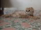 Persian Cats for sale in Udayarpalayam, Thammampatti, Tamil Nadu 636113, India. price: 4000 INR