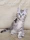 Persian Cats for sale in Eatonville, WA 98328, USA. price: $200