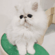 Persian Cats for sale in Athens, Greece. price: NA