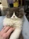 Persian Cats for sale in Oak Creek, WI 53154, USA. price: NA