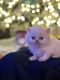 Persian Cats for sale in Palos Park, IL 60464, USA. price: $1,000