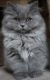 Persian Cats for sale in Princeton, IL 61356, USA. price: $600