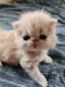 Persian Cats for sale in Cumming, GA 30041, USA. price: $1,000
