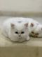 Persian Cats for sale in Lombard, IL, USA. price: $1,200