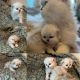 Persian Cats for sale in Seattle, WA, USA. price: $2,500
