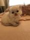 Persian Cats for sale in Running Springs, CA, USA. price: NA
