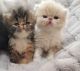 Persian Cats for sale in Greenville, SC, USA. price: $1,800