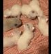 Persian Cats for sale in Athens, GA, USA. price: $600