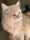 Persian Cats for sale in Rancho Cucamonga, CA, USA. price: NA