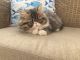 Persian Cats for sale in Ocean Shores, WA 98569, USA. price: $600