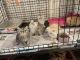 Persian Cats for sale in Vancouver, WA 98661, USA. price: $375