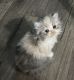 Persian Cats for sale in Augusta, GA, USA. price: $2,200