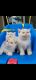 Persian Cats for sale in Vancouver, WA, USA. price: $1,300