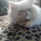 Persian Cats for sale in Bonney Lake, WA 98391, USA. price: $850