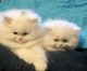 Persian Cats for sale in Marietta, GA, USA. price: $350