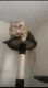 Persian Cats for sale in Hawthorne, CA 90250, USA. price: $1,500