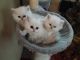 Persian Cats for sale in Green Bay, WI, USA. price: $405